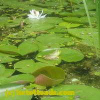 /home//u458753944/public_html/sourcegallery///Frogs/More bullfrogs/P7140832.JPG